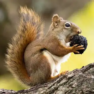 Squirrel